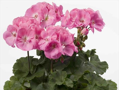 photo of flower to be used as: Pot, bedding, patio Pelargonium zonale pac® Rosita