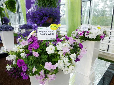 photo of flower to be used as: Pot, bedding, patio, basket Petunia pac® Happytoonia Double Purple