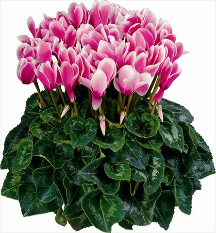 photo of flower to be used as: Pot and bedding Cyclamen persicum Fantasia Fuchsia