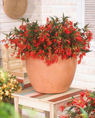 photo of flower to be used as: Bedding pot or basket Begonia boliviensis Crackling Fire® Orange