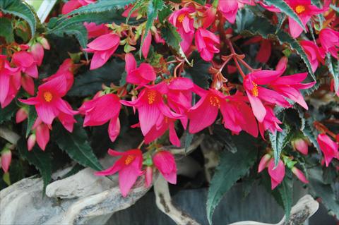 photo of flower to be used as: Bedding pot or basket Begonia boliviensis Crackling Fire® Pink