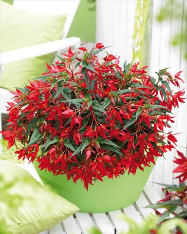 photo of flower to be used as: Bedding pot or basket Begonia boliviensis Crackling Fire® Red