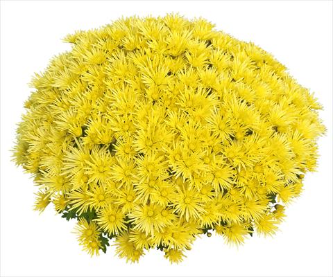 photo of flower to be used as: Pot and bedding Chrysanthemum Luxor Jaune 2013