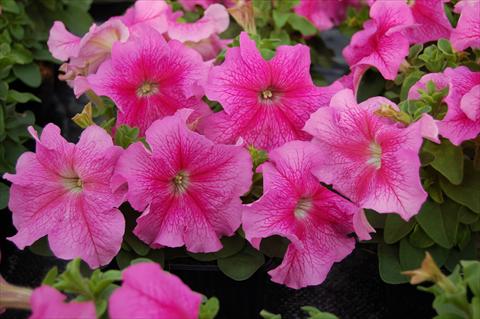 photo of flower to be used as: Bedding pot or basket Petunia x hybrida Limbo rosa venata