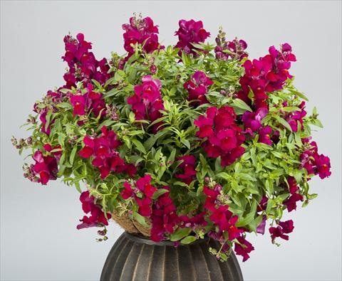 photo of flower to be used as: Pot and bedding Antirrhinum majus Candy Showers Deep Purple