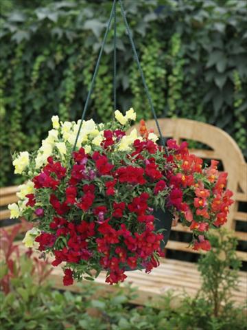 photo of flower to be used as: Pot and bedding Antirrhinum majus Candy Showers mix