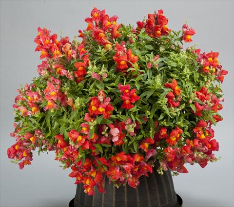 photo of flower to be used as: Pot and bedding Antirrhinum majus Candy Showers Orange