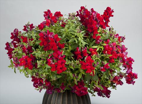 photo of flower to be used as: Pot and bedding Antirrhinum majus Candy Showers Red