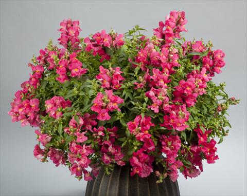 photo of flower to be used as: Pot and bedding Antirrhinum majus Candy Showers Rose