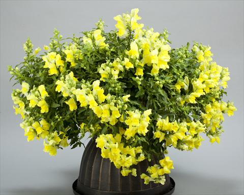 photo of flower to be used as: Pot and bedding Antirrhinum majus Candy Showers Yellow