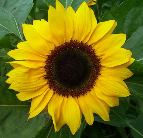 photo of flower to be used as: Cutflower Helianthus annuus Vincent®s Choice