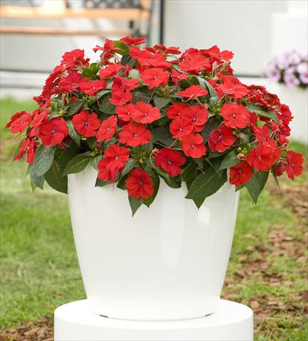 photo of flower to be used as: Pot, bedding, patio, basket Impatiens N. Guinea SunPatiens® Compact Red