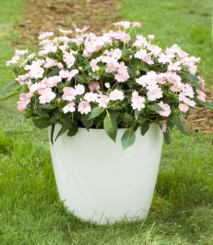 photo of flower to be used as: Pot, bedding, patio, basket Impatiens N. Guinea SunPatiens® Vigorous Blush Pink