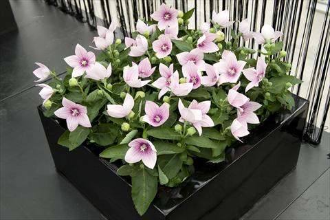photo of flower to be used as: Pot and bedding Platycodon Astra Pink