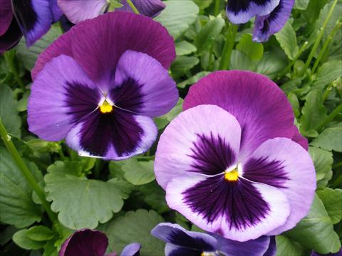 photo of flower to be used as: Pot and bedding Viola wittrockiana Dynamite Blue Jeans