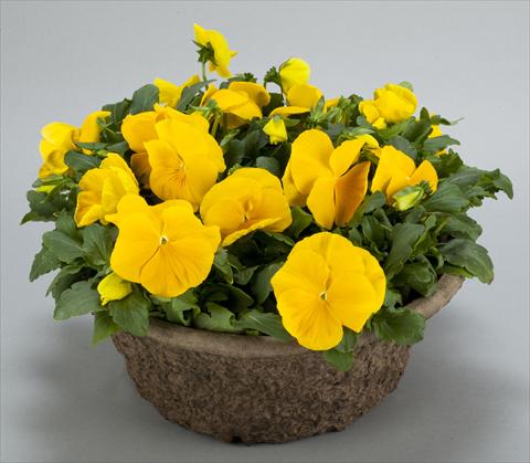 photo of flower to be used as: Pot and bedding Viola wittrockiana Power Clear Yellow