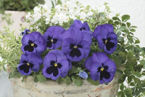 photo of flower to be used as: Pot and bedding Viola wittrockiana Premier Blue with Blotch
