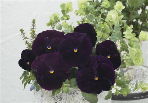photo of flower to be used as: Pot and bedding Viola wittrockiana Premier Clear Purple