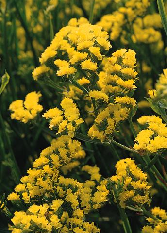 photo of flower to be used as: Pot and bedding Limonium sinuatum Qis Giallo