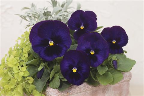 photo of flower to be used as: Pot and bedding Viola wittrockiana Premier Dark Blue with Blotch
