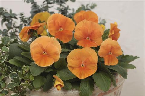 photo of flower to be used as: Pot and bedding Viola wittrockiana Premier Deep Orange