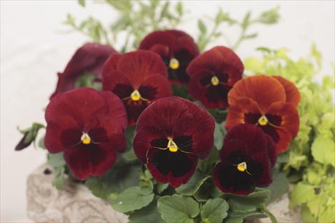 photo of flower to be used as: Pot and bedding Viola wittrockiana Premier Red with Blotch