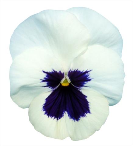 photo of flower to be used as: Pot and bedding Viola wittrockiana Premier White with Blotch