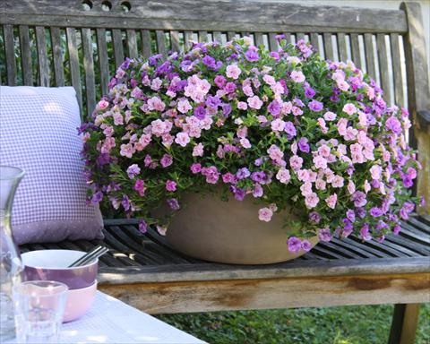 photo of flower to be used as: Pot, bedding, patio 3 Combo Trixi® Pink Petticoat
