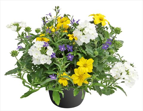 photo of flower to be used as: Pot, bedding, patio 3 Combo Trixi® Riverside