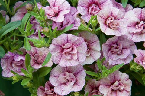 photo of flower to be used as: Pot, bedding, patio, basket Calibrachoa MiniFamous® Double Pink Vein