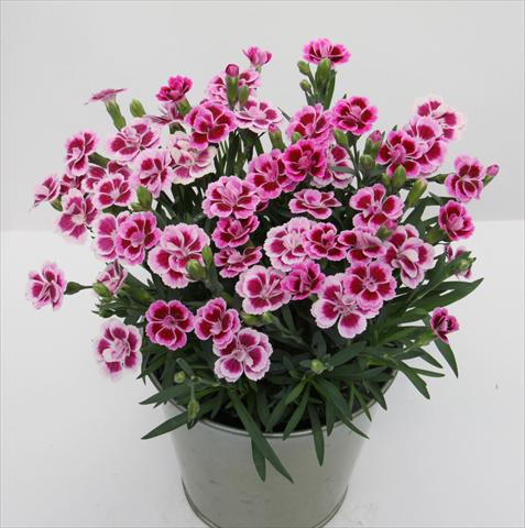photo of flower to be used as: Basket / Pot Dianthus Diantica® Pink Kisses