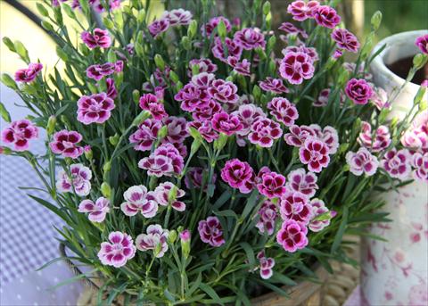 photo of flower to be used as: Basket / Pot Dianthus Diantica® Purple Pink