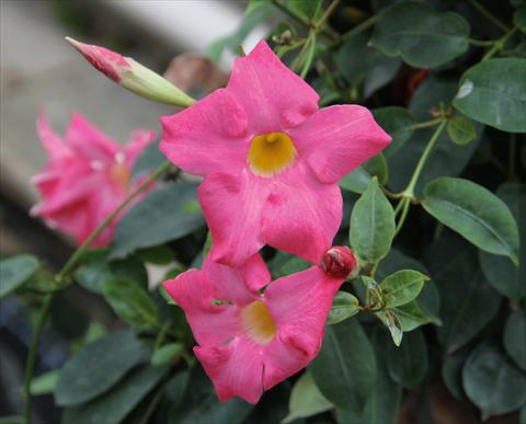 photo of flower to be used as: Patio, pot Dipladenia (Mandevilla) Sevilla Compact Pink