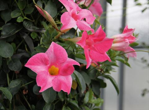 photo of flower to be used as: Patio, pot Dipladenia (Mandevilla) Sevilla Pink