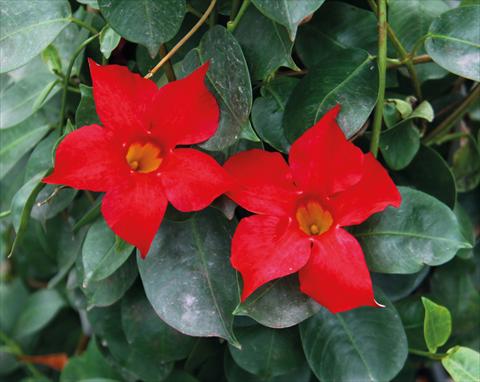 photo of flower to be used as: Patio, pot Dipladenia (Mandevilla) Sevilla Red 12