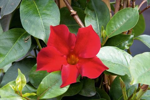 photo of flower to be used as: Patio, pot Dipladenia (Mandevilla) Sevilla Compact Red