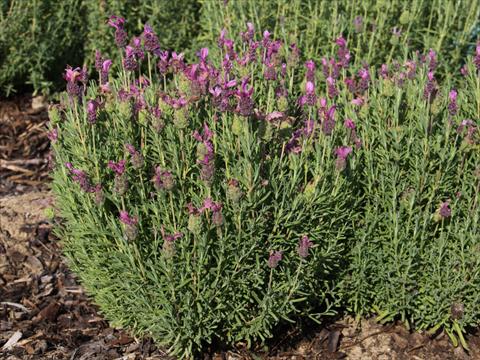 photo of flower to be used as: Pot and bedding Lavandula stoechas LaVela Dark Pink