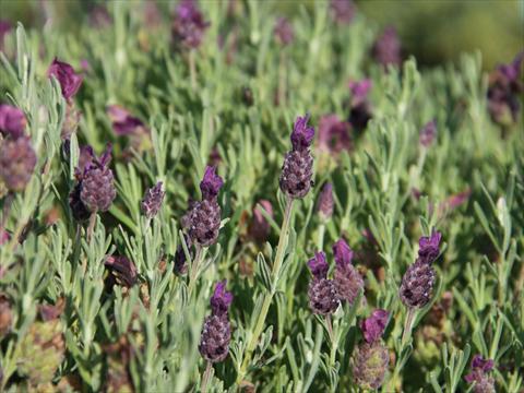 photo of flower to be used as: Pot and bedding Lavandula stoechas LaVela Dark Violet