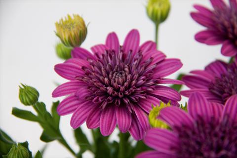 photo of flower to be used as: Pot and bedding Osteospermum FlowerPower® Double Purple 12