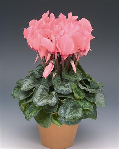 photo of flower to be used as: Pot Cyclamen persicum Maxora Salmone