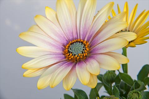 photo of flower to be used as: Pot and bedding Osteospermum FlowerPower® Shadow Lemon