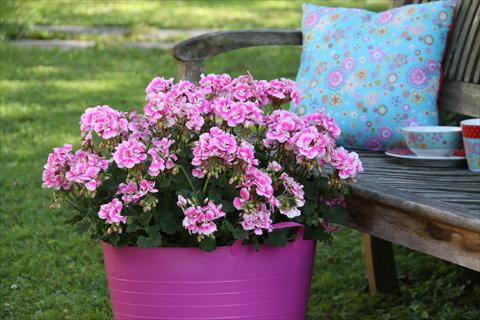 photo of flower to be used as: Pot, bedding, patio Pelargonium zonale Moonlight® Katy