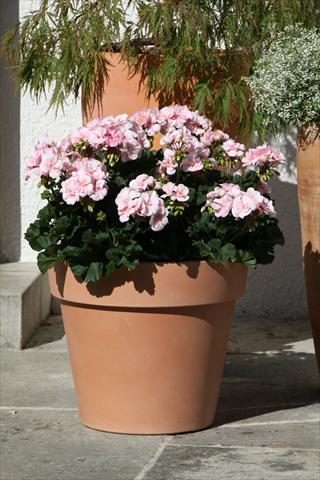 photo of flower to be used as: Pot, bedding, patio Pelargonium zonale Moonlight® Leni