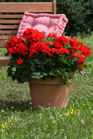 photo of flower to be used as: Pot, bedding, patio Pelargonium zonale Sunrise® Carlos