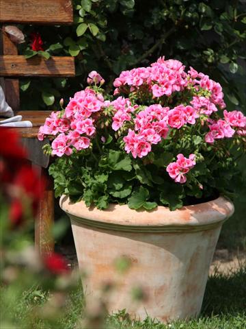photo of flower to be used as: Pot, bedding, patio Pelargonium zonale Sunrise® Graziella