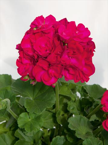 photo of flower to be used as: Pot, bedding, patio Pelargonium zonale Sunrise® XL Juan