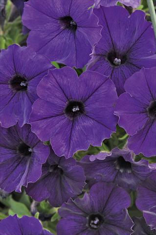 photo of flower to be used as: Pot, bedding, patio, basket Petunia Bonnie Blue