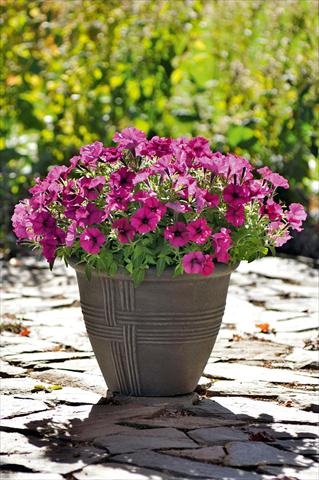 photo of flower to be used as: Pot, bedding, patio, basket Petunia Bonnie Burgundy