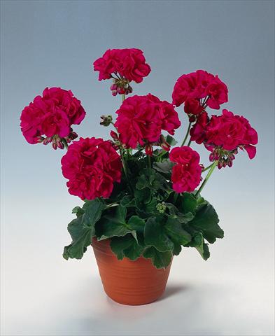 photo of flower to be used as: Pot, bedding, patio Pelargonium zonale pac® Melocherry