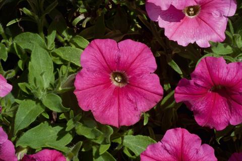 photo of flower to be used as: Pot, bedding, patio, basket Petunia Bonnie Dark Pink